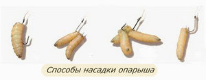 oparysh-universalnaya-primanka-dlya-udachnogo-ulova1